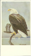 [unknown artist] - Bald Eagle