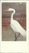 [unknown artist] - Great Egret (American Egret)