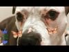 Daphne The Dog - Aroo