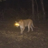 Bruiser Wolf - Mountain Lion