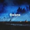 [unknown artist] - Swans