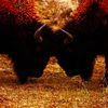 Lofty305 - Buffalo
