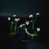 Penelope Trappes - A Requiem