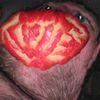Rotten Apple
