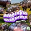 GMM SAUCE - Moodeng Moodeng (English Version)