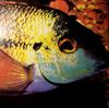 The Bomb Party - Fish
