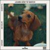 Gordo - Learn How to Watch