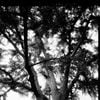 Ginkgo
