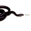 Slitheryn