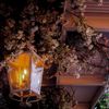 Rose Ceremony - somewhere the sun sets east