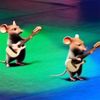Danny Dwyer - mice band