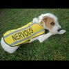 Shy High - Nervous