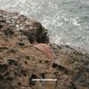 Sunni Colón - Satin Psicodelic