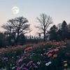 Belluna - bloom