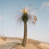 Big Thief - Passional Relations