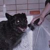 dog isle - i'm not a violent dog, i don't know why i bite