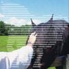 Horse Saturday