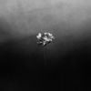 Little Simz - Flood