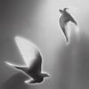 Doves, ‘25 on Blank Canvas