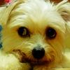 夕方の犬 [Dog in the Evening] - 寝街diary