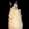 Steve Ibsen - The Kitty Cat Dance