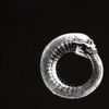Turbonegro - Scandinavian Leather