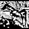 Little Lambs - A Collaborative Effort To Recover The Horse's Leg (A Little Lambs Album)