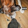 GAL - Du caviar pour mon chien
