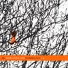 Death Cab for Cutie - The Forbidden Love EP
