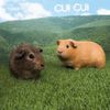 Traw - Cui Cui
