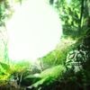 Kole Xidas - see me now