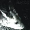 Fawnstar - hollowdeer