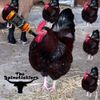 The Spineticklers - The 'Cluckin Chicken