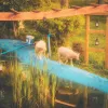 Aumile - Poetry for the Lambs