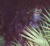 Florida Skunk Ape