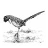 Color Plus - Roadrunner