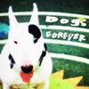 Dogs Forever - Dogs Forever
