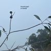locust pupil - in transit