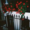 Blood Club - sufres porque quieres