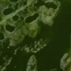Forest of Frogs - The Grimmtoad Demos