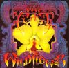 The Cult - Wild Flower