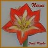Scott Kuehn - Nexus
