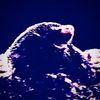 H O L E - Mole