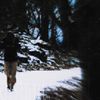 pilothead - distant