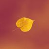 Couch - Autumn - Single