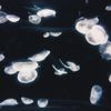 Fuvk - Time Series