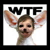 Senze - WTF