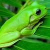 Dirty Socks - VERY FROG