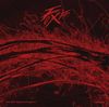 MINGI - FIX OFF Desire Project 1