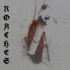 ketacat - ROACHES